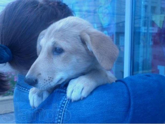 Щенки среднего размера для дома или квартиры 2 месяца в городе Первоуральск, фото 1, стоимость: 0 руб.