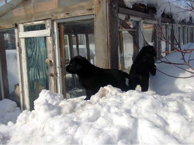 Щенки Лабрадор ретривер в городе Екатеринбург, фото 7, Собаки