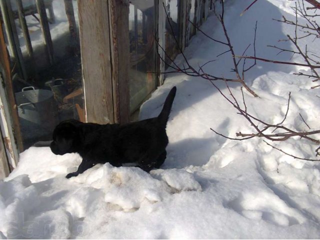 Щенки Лабрадор ретривер в городе Екатеринбург, фото 8, Свердловская область