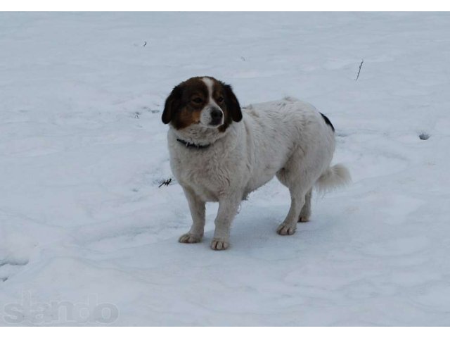 Белочка ищет дом в городе Белгород, фото 1, Собаки