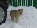 Отдам щеночков в добрые руки в городе Екатеринбург, фото 1, Свердловская область