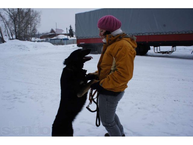 В добрые ручки собаки для охраны и души в городе Екатеринбург, фото 3, стоимость: 0 руб.