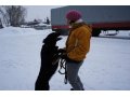 В добрые ручки собаки для охраны и души в городе Екатеринбург, фото 3, Собаки