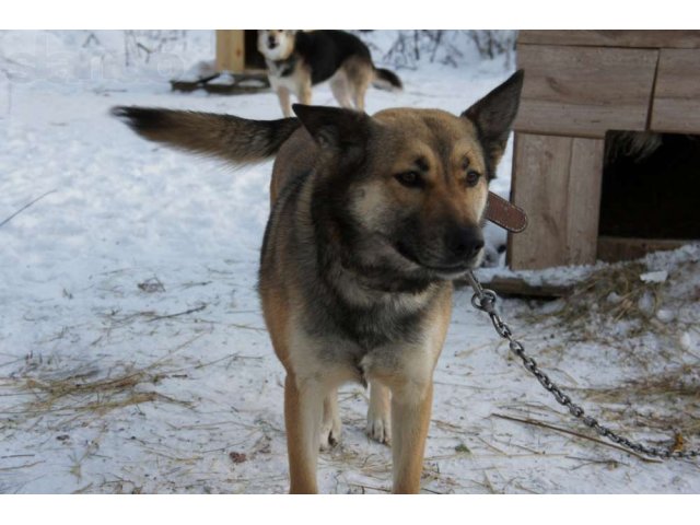 Охранницы и компаньоны в дом в городе Екатеринбург, фото 1, стоимость: 0 руб.