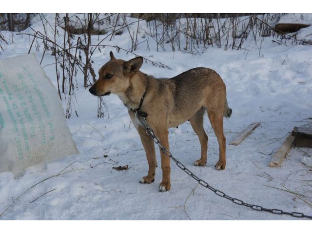 Охранницы и компаньоны в дом в городе Екатеринбург, фото 4, стоимость: 0 руб.