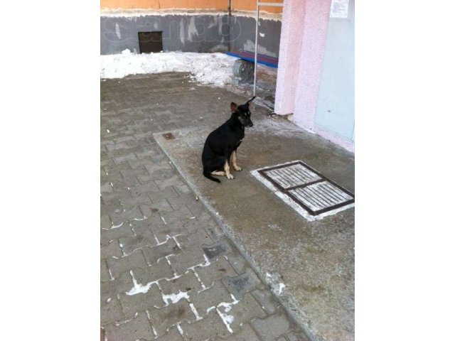 Ласковая девочка ищет дом в городе Хабаровск, фото 2, Хабаровский край