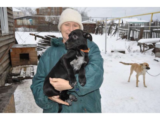 Щенки и собаки разных возрастов, б/п в городе Екатеринбург, фото 7, Собаки