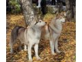 Перспективные щенки хаски в городе Екатеринбург, фото 1, Свердловская область