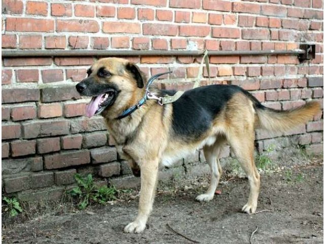 Самый умный пес ищет дом в городе Воронеж, фото 2, стоимость: 0 руб.