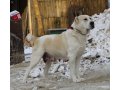 Перспективные щенки среднеазиатской овчарки в городе Тюмень, фото 6, Собаки