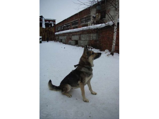 Рада - Отрада, собака что надо! в городе Екатеринбург, фото 2, Собаки