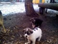 Щенкам и их маме нужен заботливый хозяин в городе Белгород, фото 1, Белгородская область