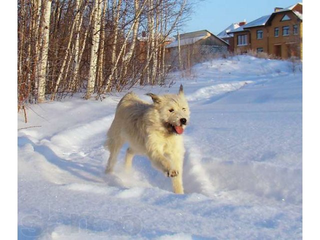 Прикольная собака в городе Томск, фото 3, Томская область