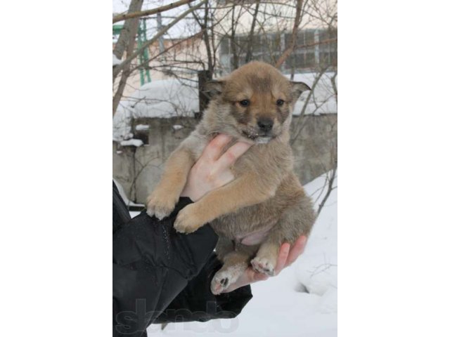 Щенки 1,5 мес. в городе Томск, фото 1, Томская область