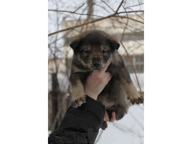 Щенки 1,5 мес. в городе Томск, фото 6, Собаки