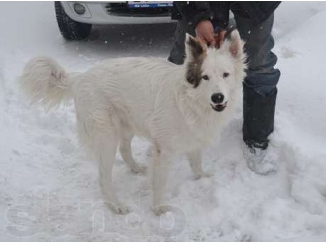 Белый Бим в городе Томск, фото 3, Собаки