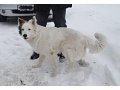 Белый Бим в городе Томск, фото 2, стоимость: 0 руб.