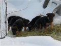 Щенки немецкой овчарки в городе Тобольск, фото 3, Собаки