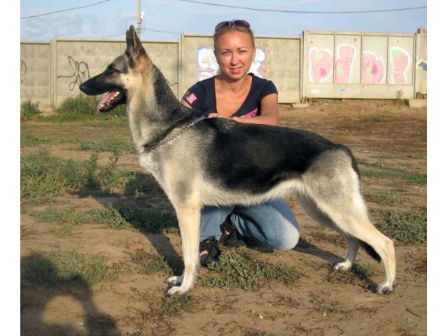 Питомник Ялса реализует щенков восточно-европейской овчарки в городе Астрахань, фото 6, стоимость: 9 000 руб.