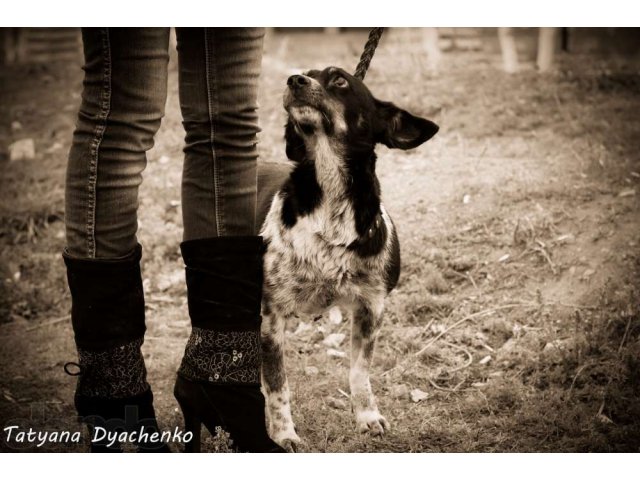 Миниатюрная красивая собачка в добрые руки в городе Оренбург, фото 3, стоимость: 0 руб.