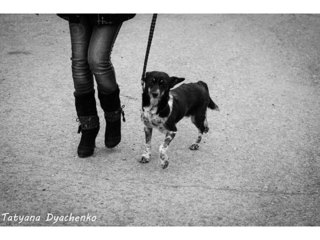 Миниатюрная красивая собачка в добрые руки в городе Оренбург, фото 6, стоимость: 0 руб.