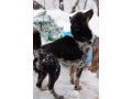 Миниатюрная красивая собачка в добрые руки в городе Оренбург, фото 2, стоимость: 0 руб.
