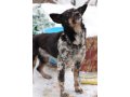 Миниатюрная красивая собачка в добрые руки в городе Оренбург, фото 8, стоимость: 0 руб.