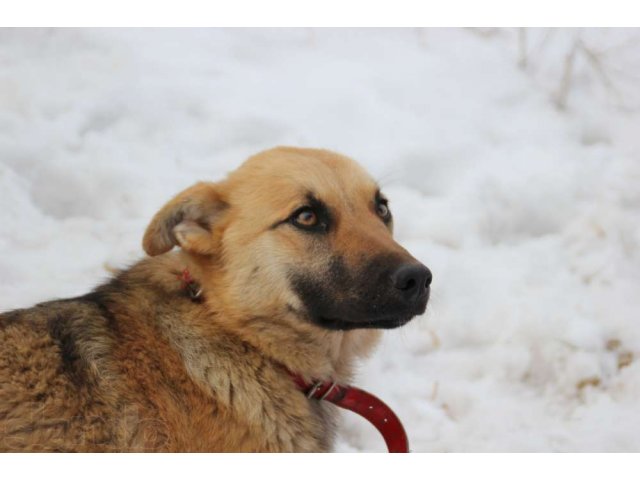 Собака Найда ждет любящего хозяина! в городе Оренбург, фото 1, Оренбургская область