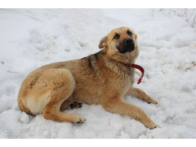 Собака Найда ждет любящего хозяина! в городе Оренбург, фото 3, Собаки