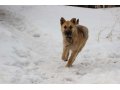 Собака Найда ждет любящего хозяина! в городе Оренбург, фото 2, стоимость: 0 руб.