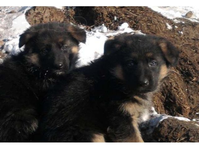 Щенки Немецкой Овчарки в городе Благовещенск, фото 1, стоимость: 4 000 руб.