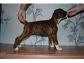 Немецкий боксер тигровый для вязки, фото щенков в городе Самара, фото 5, стоимость: 1 руб.