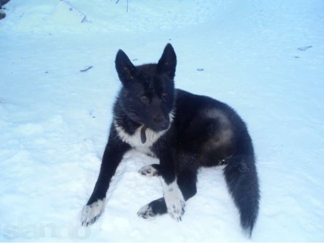 Подросток полу-лаечка ищет дом в городе Сыктывкар, фото 1, Собаки