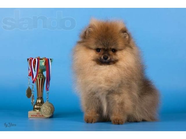 Щенки померанского шпица от Чемпионов! в городе Самара, фото 7, стоимость: 50 000 руб.