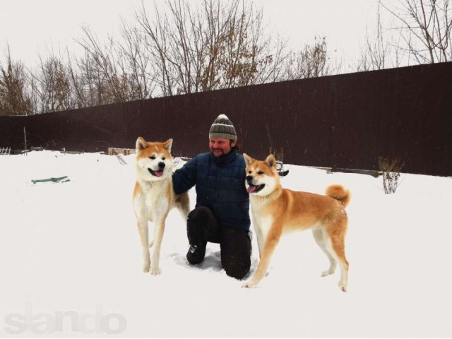 07.02.2013 родились щенки породы АКИТА (японская акита, акита-ину) в городе Киров, фото 2, Кировская область