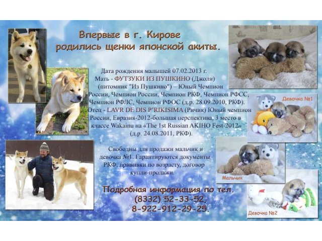 07.02.2013 родились щенки породы АКИТА (японская акита, акита-ину) в городе Киров, фото 4, Собаки