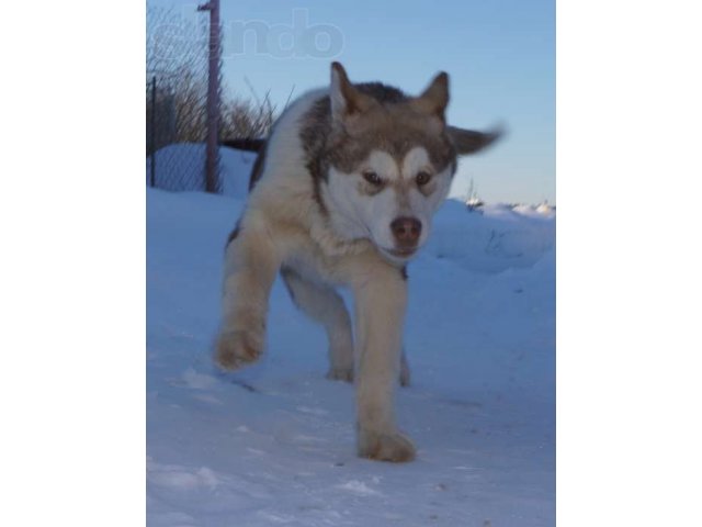 Девчонки аляскинского маламута.4месяца в городе Екатеринбург, фото 1, Свердловская область