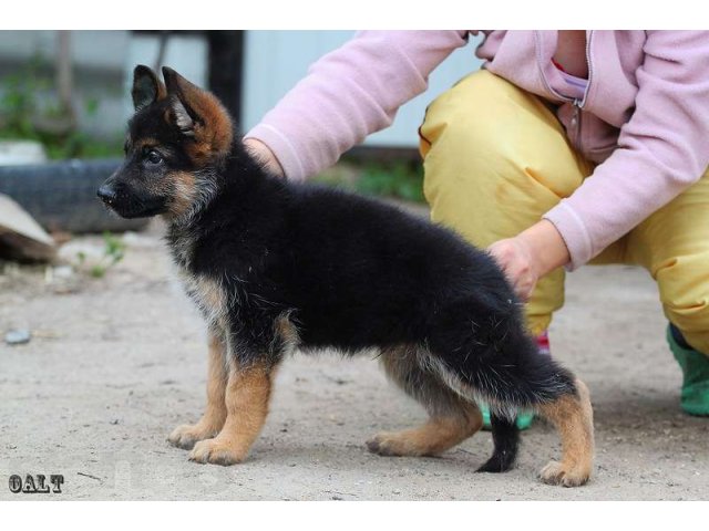 Купить Щенка Немецкой Овчарки В Чите Недорого