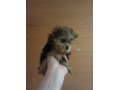 продам щенка йорка девочку цена ниже только до 14ого числа в городе Павловский Посад, фото 1, Московская область