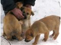 Щенкам срочно нужен дом и хозяин. в городе Электросталь, фото 2, стоимость: 0 руб.