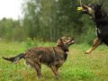 Хип-подрощенный щенок как компаньон в городе Электросталь, фото 2, стоимость: 0 руб.