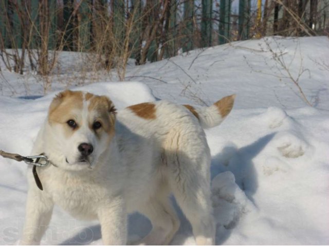 белокорпусные щенки среднеазиатской овчарки в городе Самара, фото 1, Самарская область