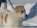 белокорпусные щенки среднеазиатской овчарки в городе Самара, фото 2, стоимость: 10 000 руб.