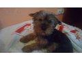 Срочно продам щенка йоркширского терьера в городе Клин, фото 1, Московская область