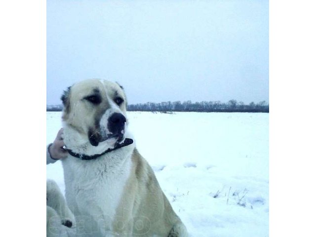 Перспективные щенки алабая (среднеазиатской овчарки) в городе Тула, фото 3, Тульская область