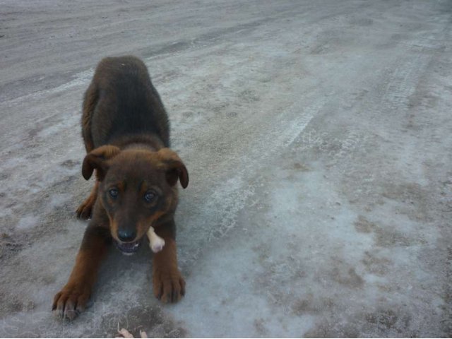 отдам в добрые руки в городе Балаково, фото 1, стоимость: 0 руб.