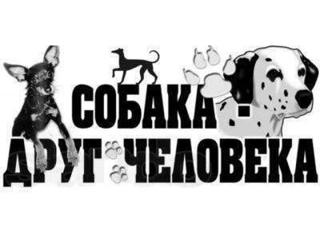 Надписи собака. Собака друг человека надпись. Собака лучший друг надпись. Надпись моя собака. Собака лучший друг человека надпись.