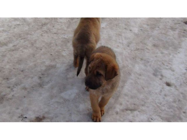 замечательные щеночки в городе Калуга, фото 6, Собаки