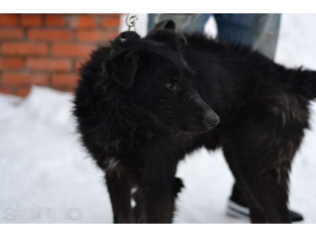 пёс ищет дом! в городе Йошкар-Ола, фото 2, Марий Эл