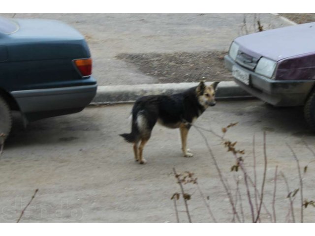 Отдадим в хорошие руки! в городе Астрахань, фото 2, Астраханская область